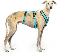Arnés de 3 Puntos Antiescape Antitirones - Ideal para Lebreles: Galgo Italiano, Whippet, Galgo, Podenco - Seguro, Transpirable y Duradero Caminar, Entrenar y Correr - Celeste, XXL