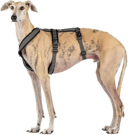 Arnés de 3 Puntos Antiescape Antitirones - Ideal para: Teckel, Galgo Italiano, Whippet, Galgo, Podenco - Seguro, Transpirable y Duradero - Perfecto para Caminar, Entrenar y Correr - ANTRACITA, XL